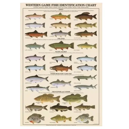 Poster, Western Game Fish Identification (Chart), Laminated 1