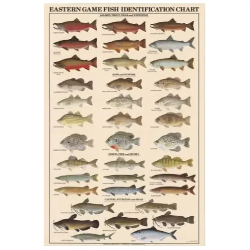Poster, Eastern Game Fish Identification Poster (Chart), Laminated 1