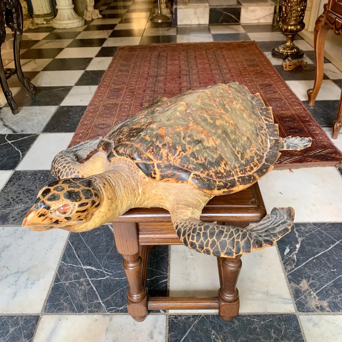 Taxidermy Sea Turtle - Sold 1