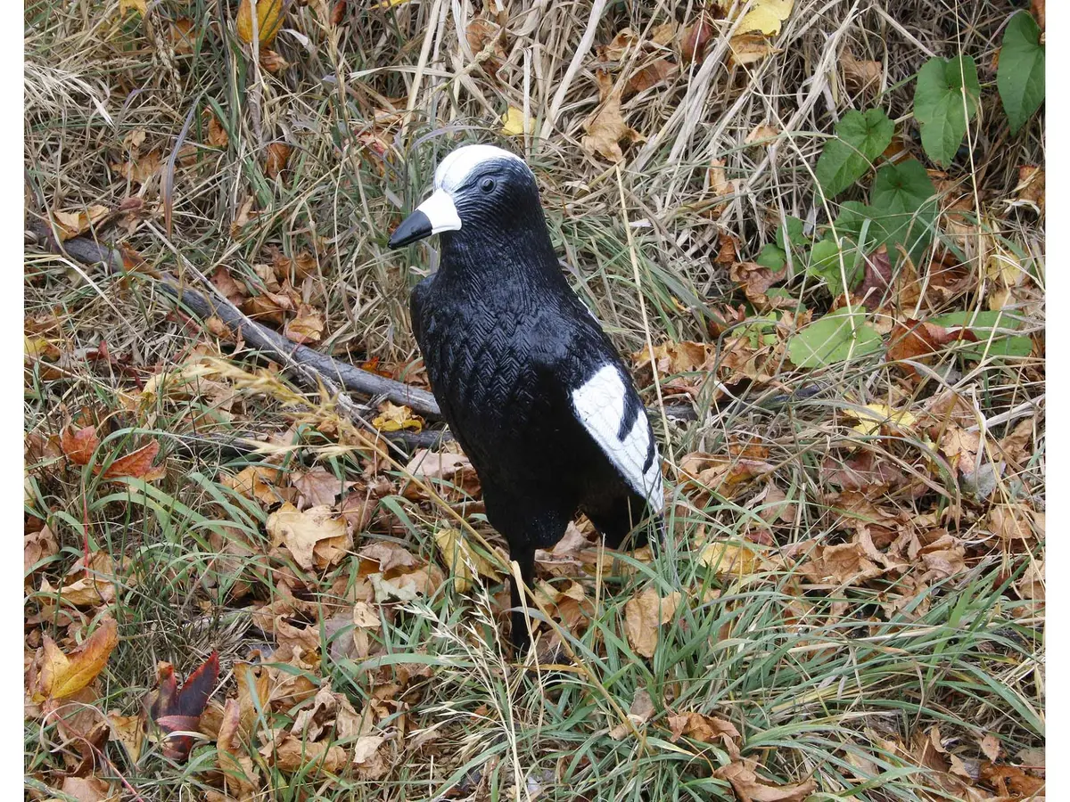 Outdoor Outfitters 17" Magpie Full Body Decoy 1