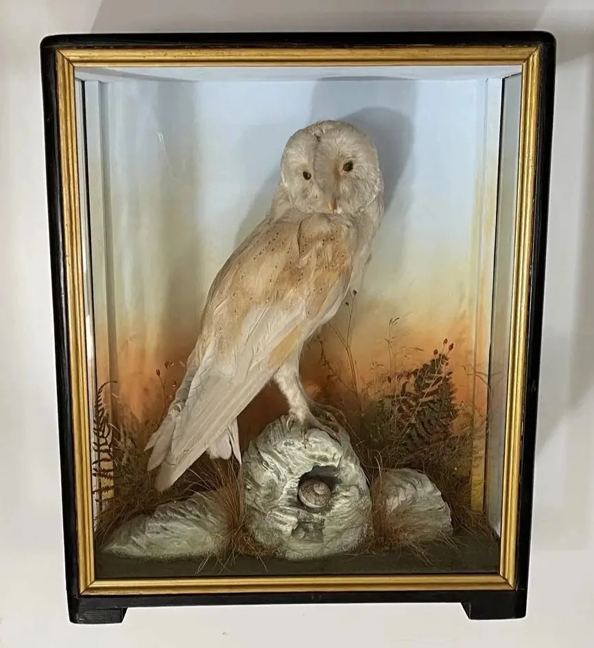Taxidermy Antique Barn Owl Hutchings Of Aberystwyth 1