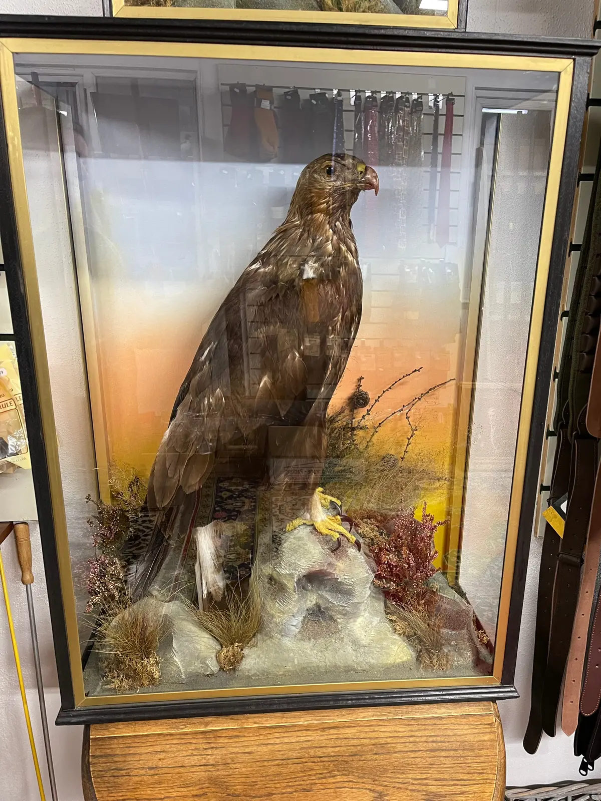 Taxidermy Robert Hope Jedburgh Golden Eagle 1