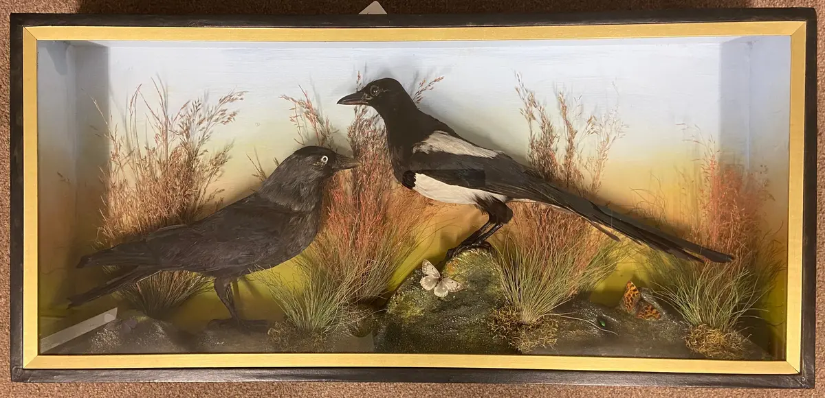 Taxidermy Jackdaw & Magpie 1