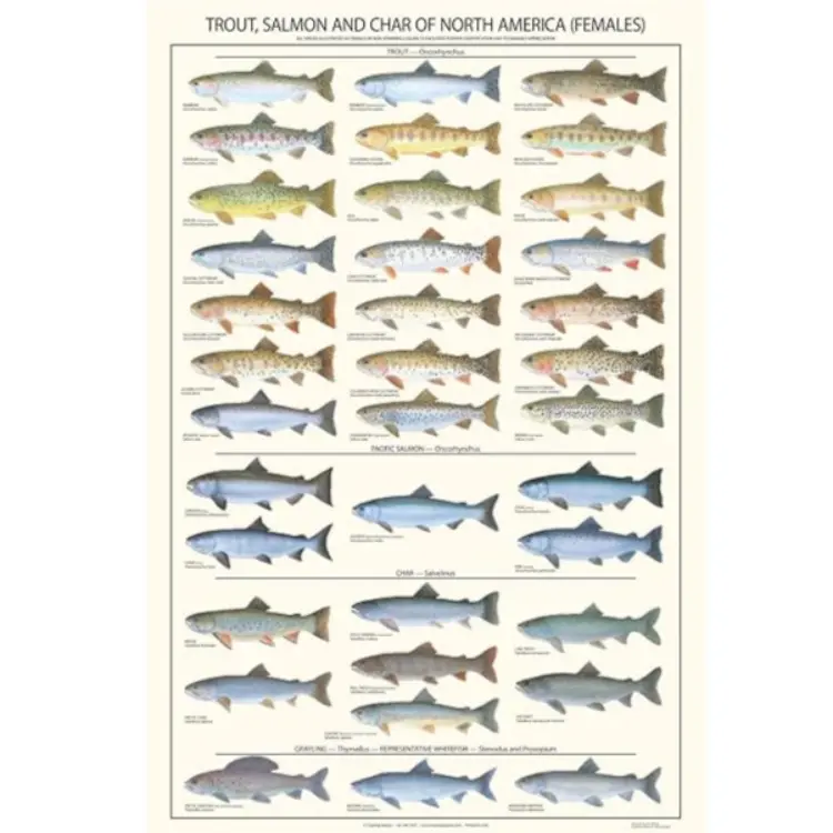 Poster - Trout, Salmon & Char Of North America, Females, Laminated 1