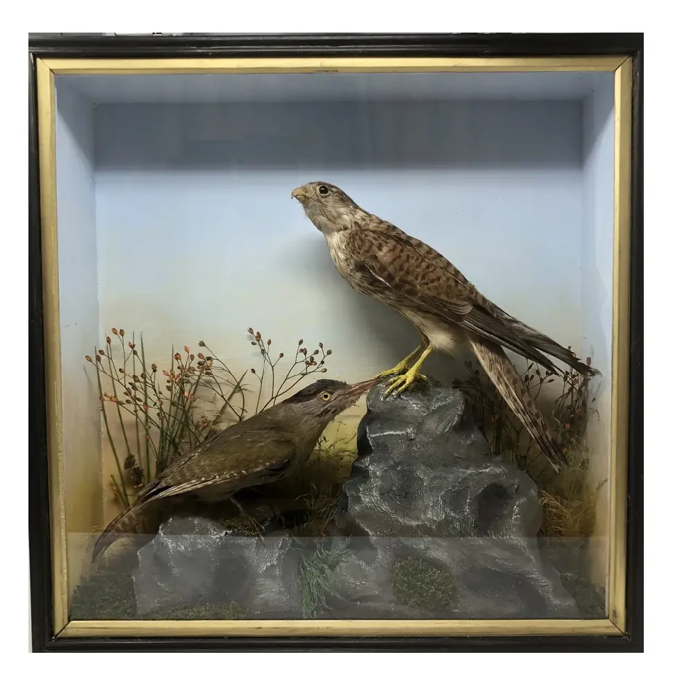 Taxidermy Antique Cased Specimen Of A Kestrel And Green Woodpecker 1