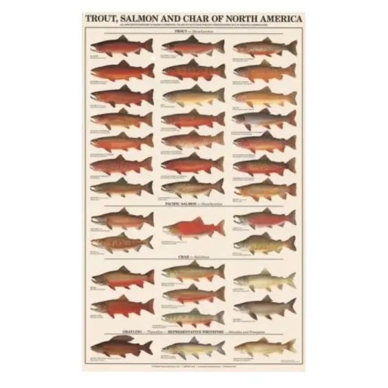 Poster - Trout, Salmon & Char Of North America, Males, Laminated 1