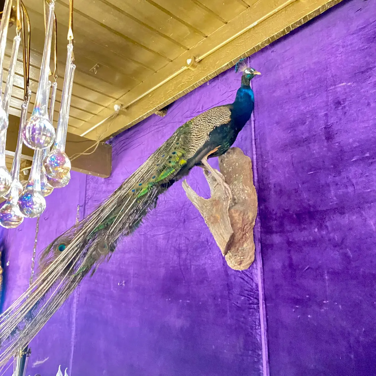 Striking Taxidermy Peacock - Sold 1