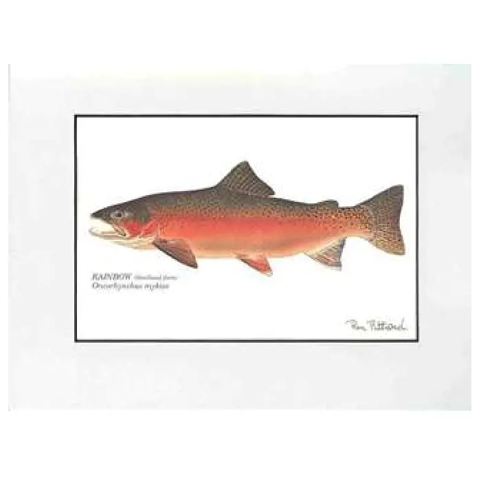 Matted Fish Prints, (Various Species) 1
